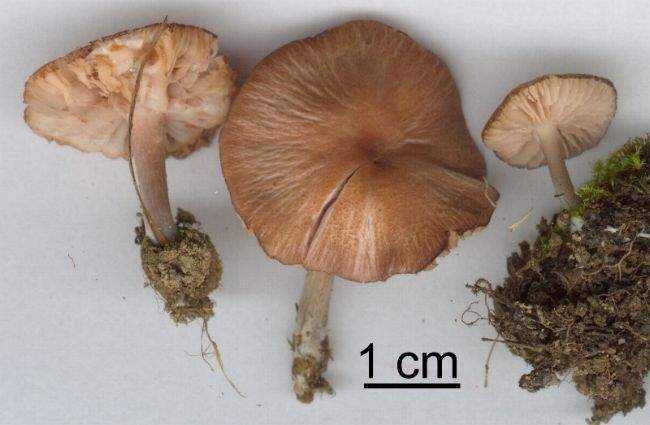 Entoloma catalaunicum